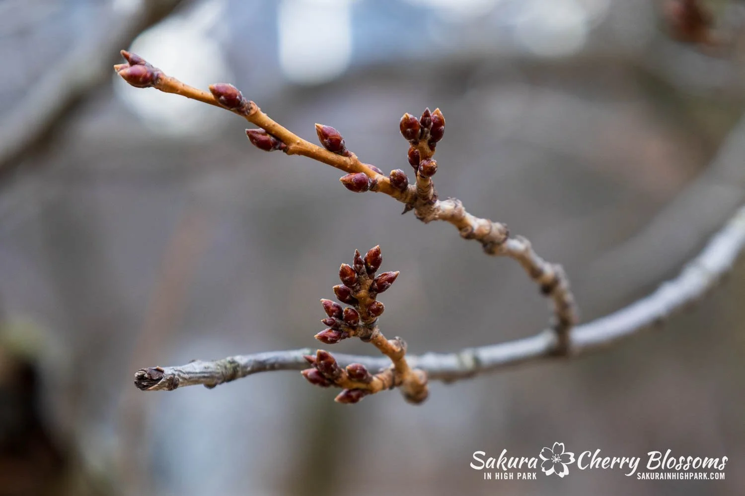 Sakura Watch March 21-2026-56.jpg