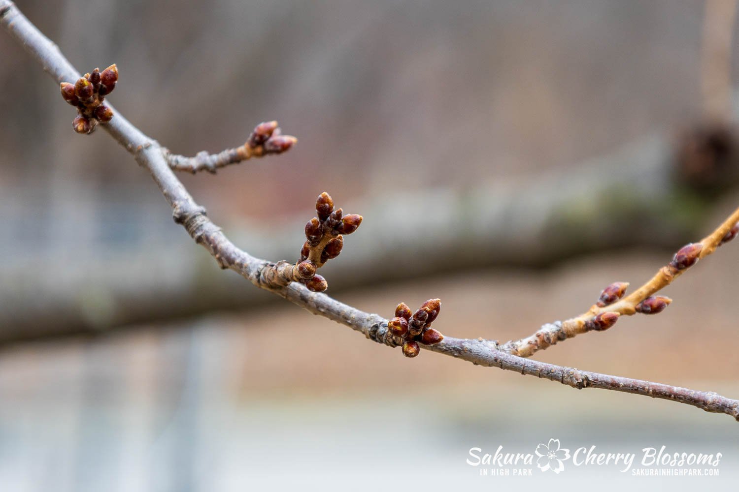 Sakura Watch March 21-2026-50.jpg