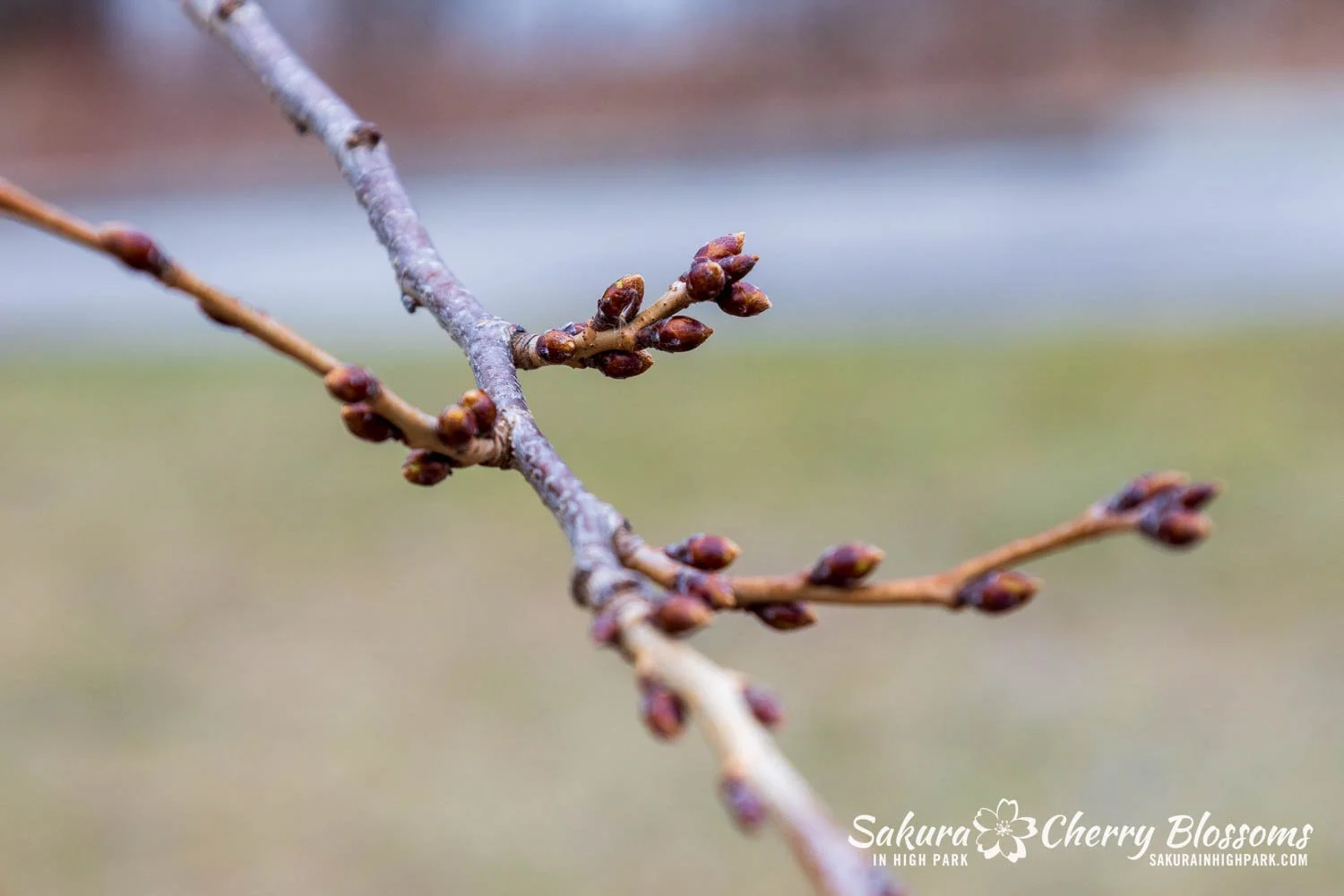 Sakura Watch March 21-2026-43.jpg