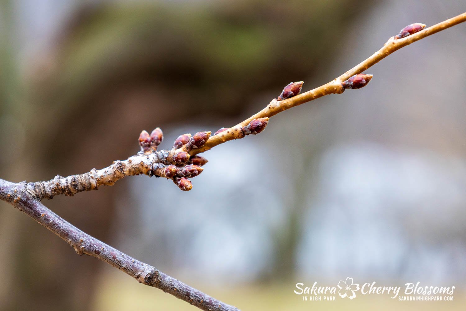 Sakura Watch March 21-2026-26.jpg