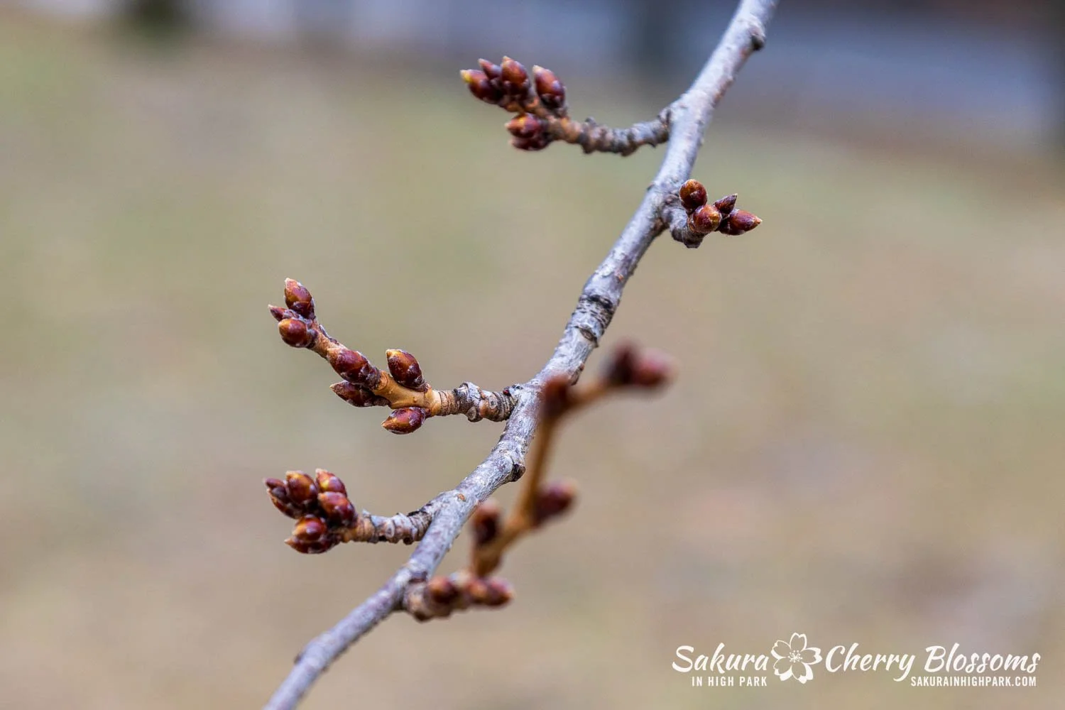 Sakura Watch March 21-2026-49.jpg