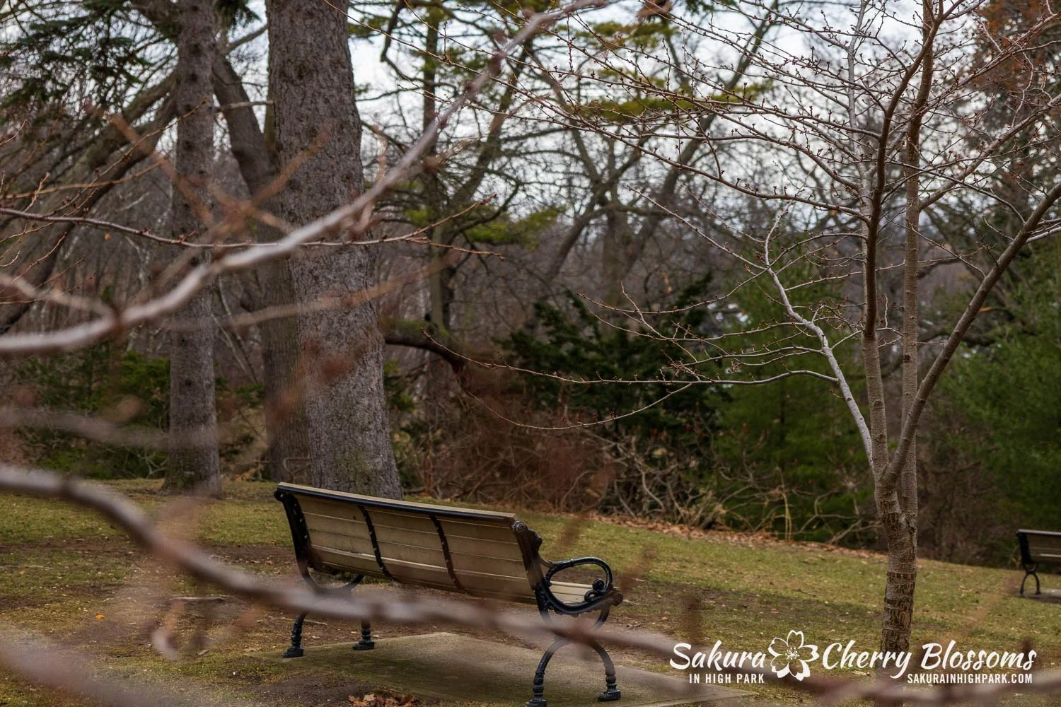 Sakura Watch March 21-2026-9.jpg