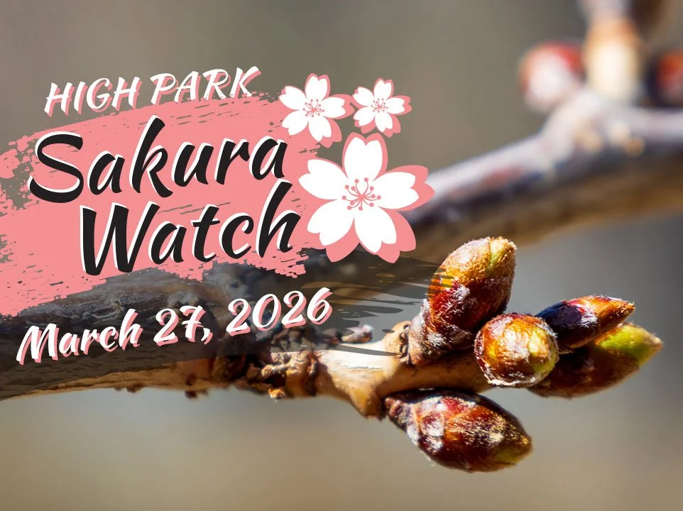 Sakura Watch March 27, 2026 - Little change, but the squirrels are ready to rumble
