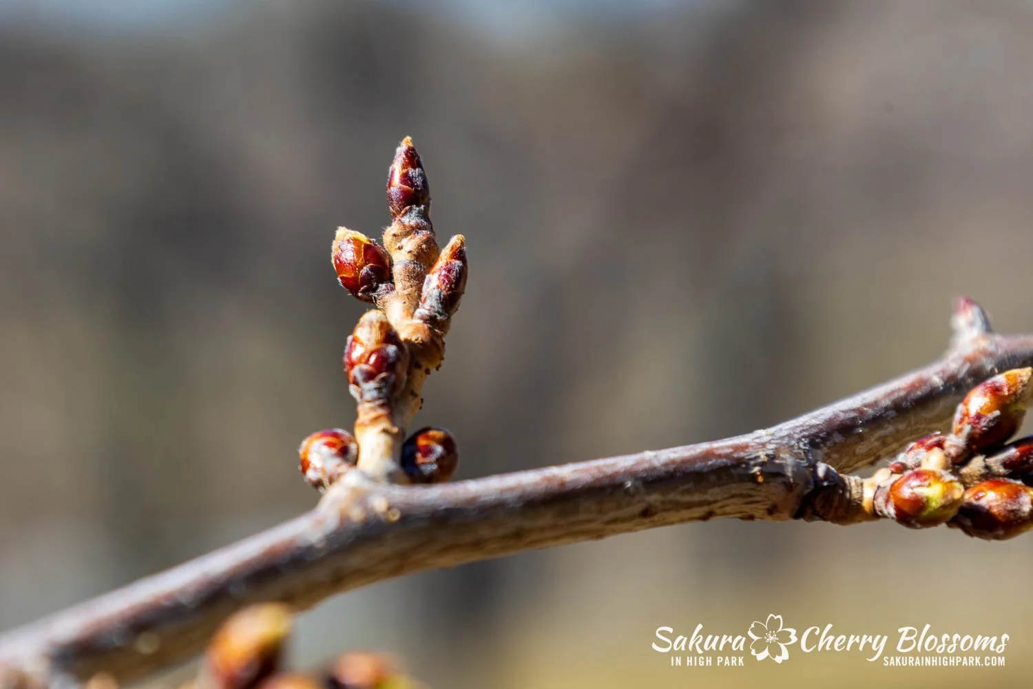 Sakura Watch March 27, 2026-30.jpg