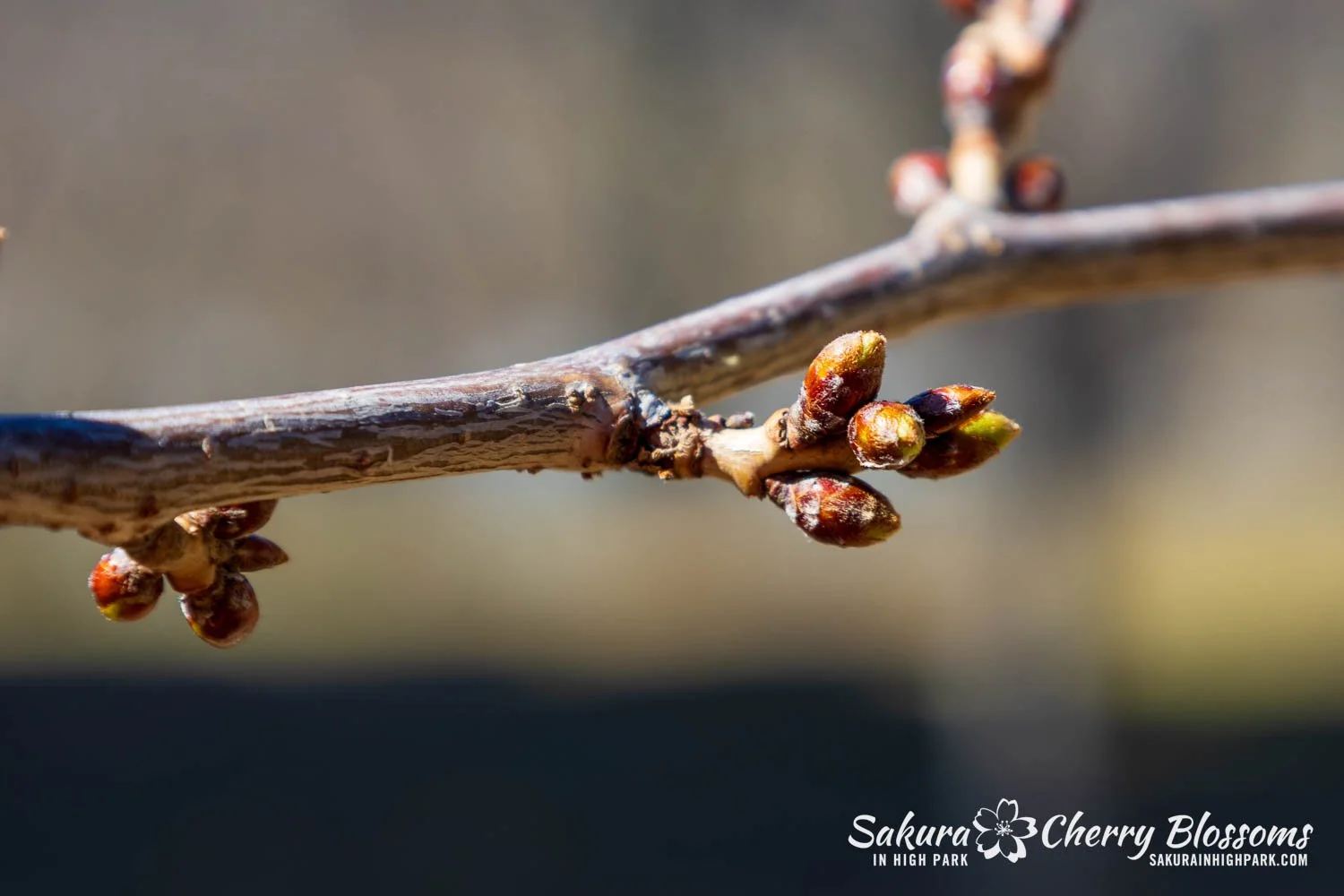 Sakura Watch March 27, 2026-23.jpg