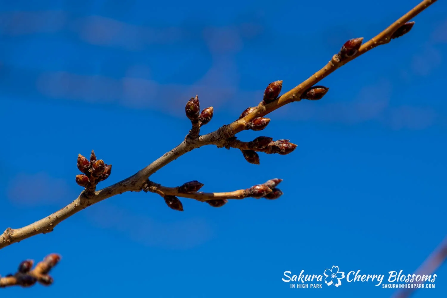 Sakura Watch March 27, 2026-14.jpg