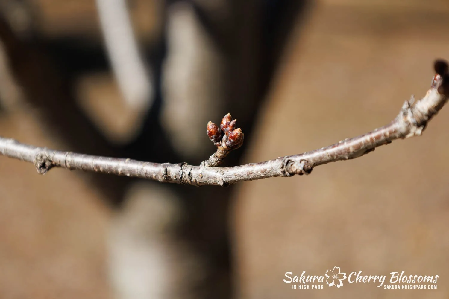 Sakura Watch March 27, 2026-21.jpg