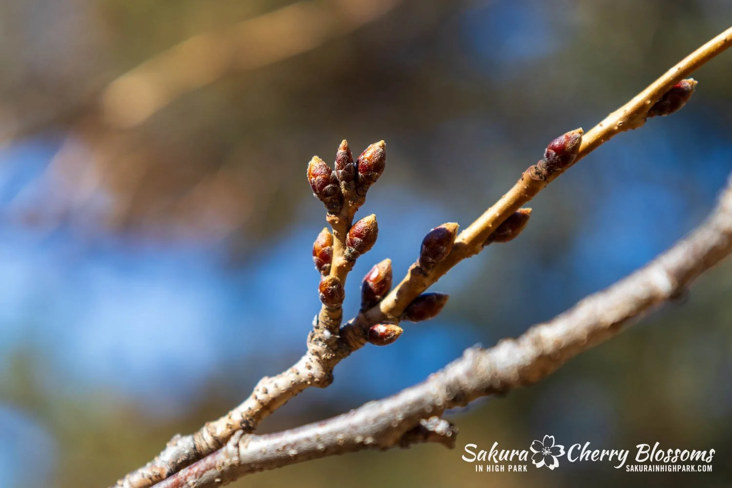 Sakura Watch March 27, 2026-18.jpg