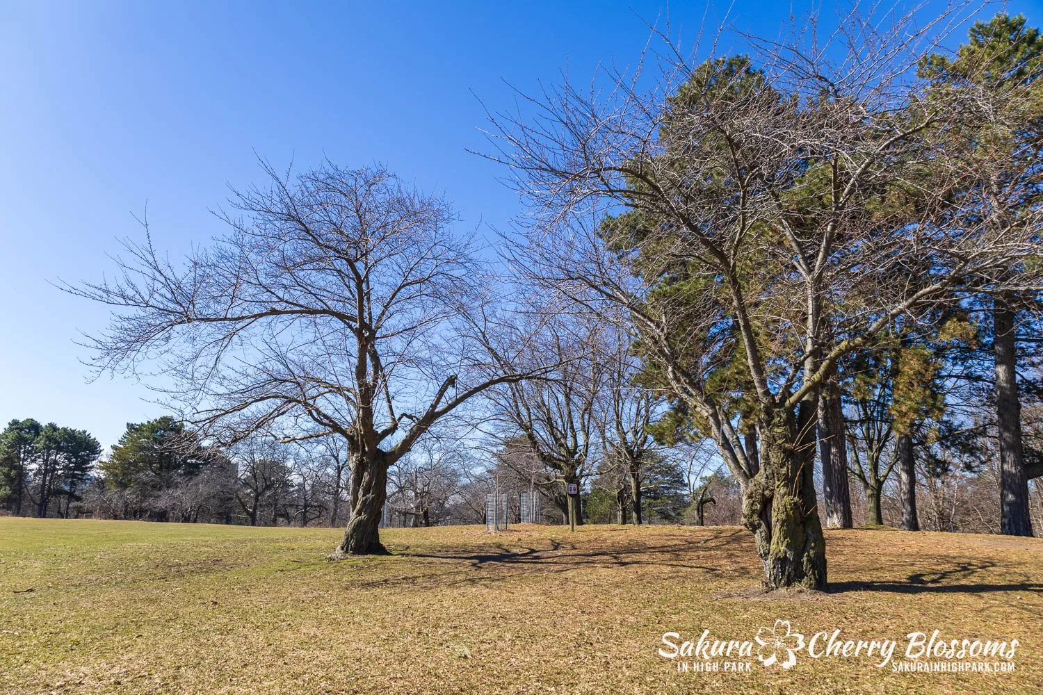 Sakura Watch March 27, 2026-1.jpg
