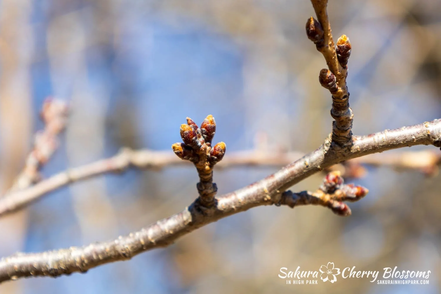 Sakura Watch March 27, 2026-5.jpg