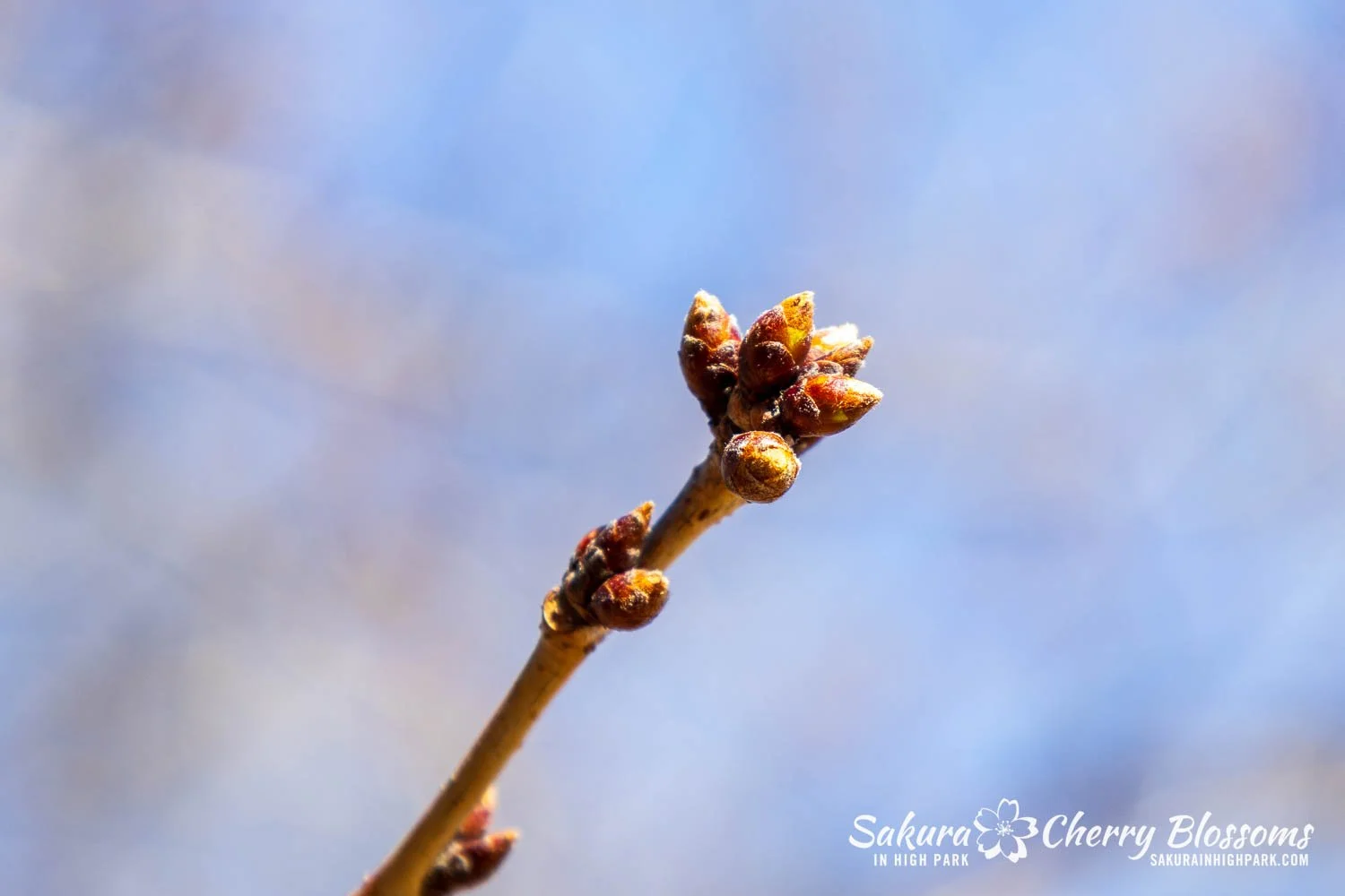 Sakura Watch March 27, 2026-7.jpg