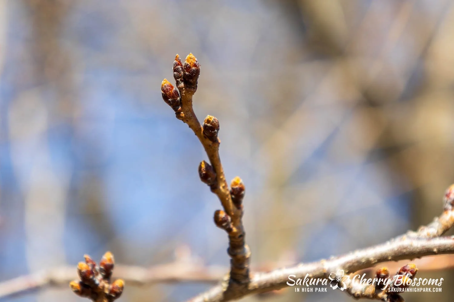 Sakura Watch March 27, 2026-3.jpg