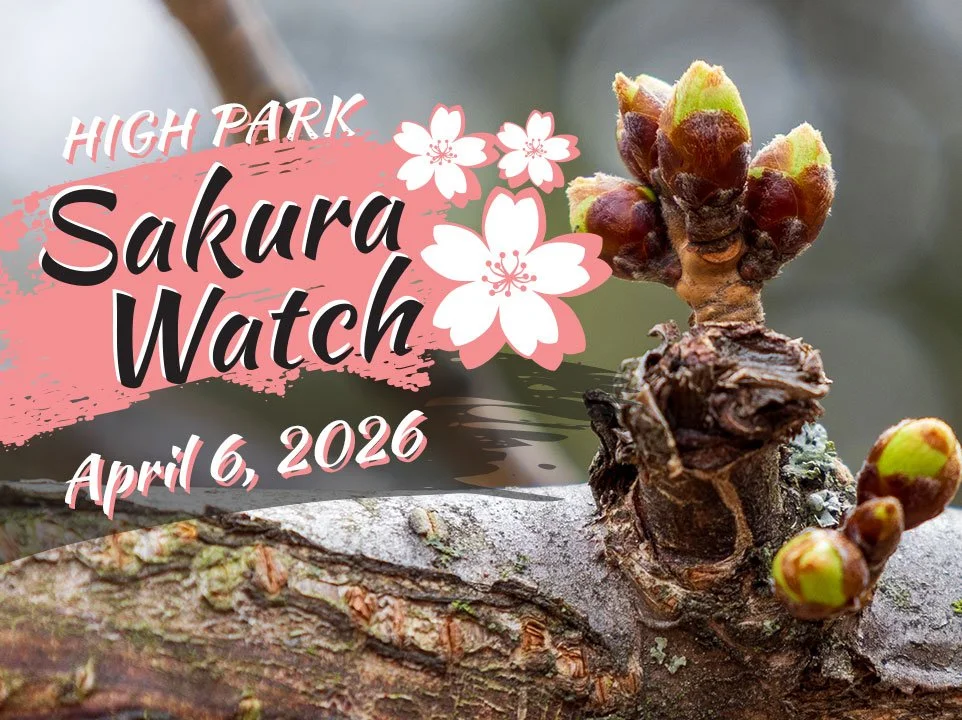 Sakura Watch April 6, 2026 - Buds move into Stage 2, but cold weather returns