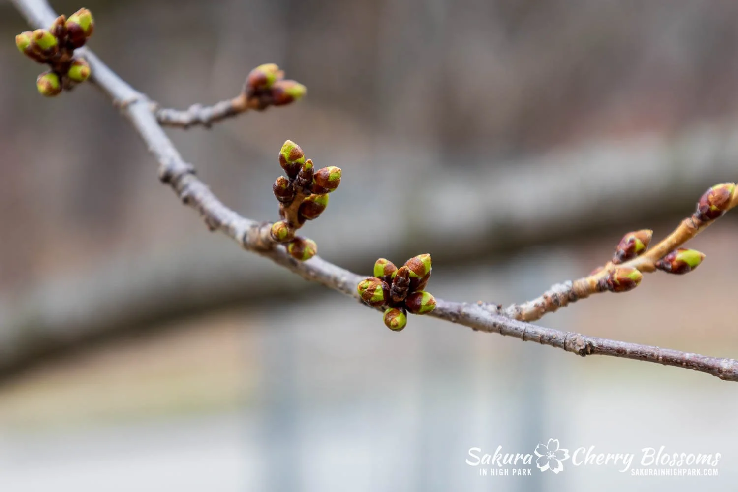 Sakura Watch April 6, 2026-22.jpg