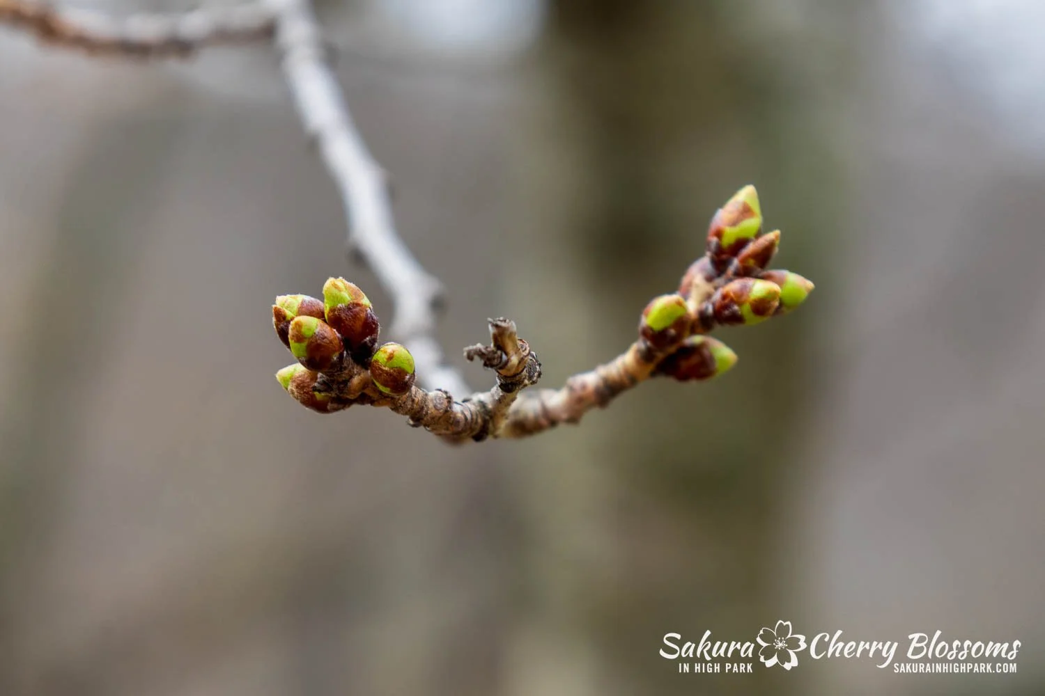 Sakura Watch April 6, 2026-19.jpg