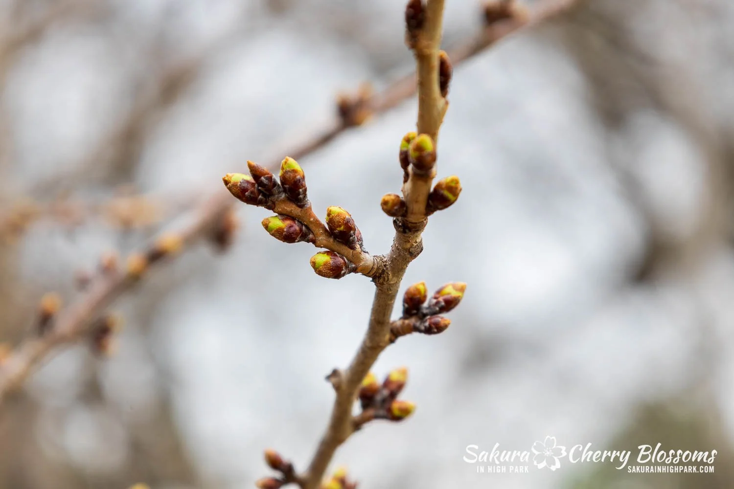 Sakura Watch April 6, 2026-9.jpg