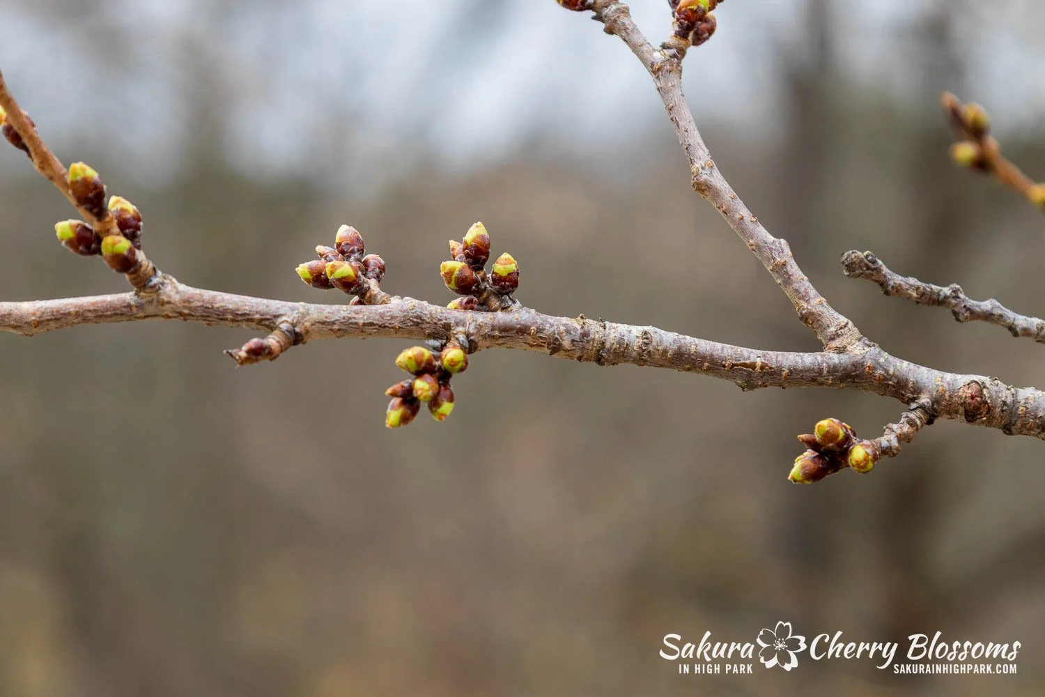 Sakura Watch April 6, 2026-15.jpg