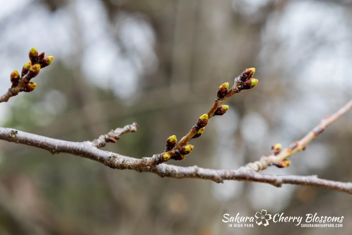 Sakura Watch April 6, 2026-6.jpg