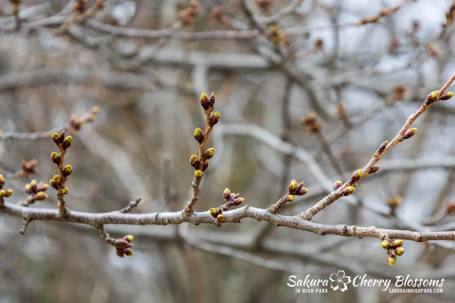 Sakura Watch April 6, 2026-18.jpg