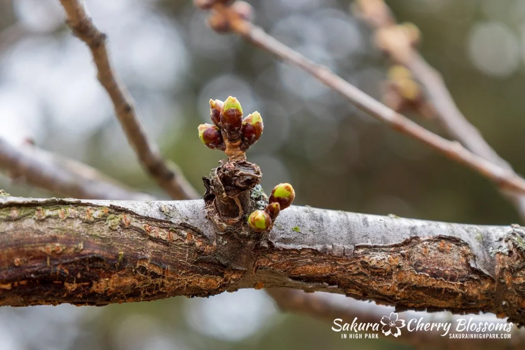 Sakura Watch - April 6, 2026 - I can't seem to upload videos today, so here are some photos! Buds move into Second Stage, but cold weather returns, slowing progress just a bit. Seeing the cherry blossom buds throughout the park in Stage 2 means they 