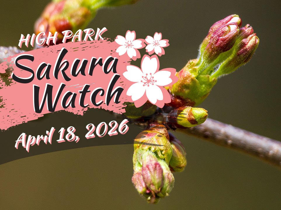 Sakura Watch April 18, 2026 - Cherry Blossom buds move to Stages 3 and 4 in High Park