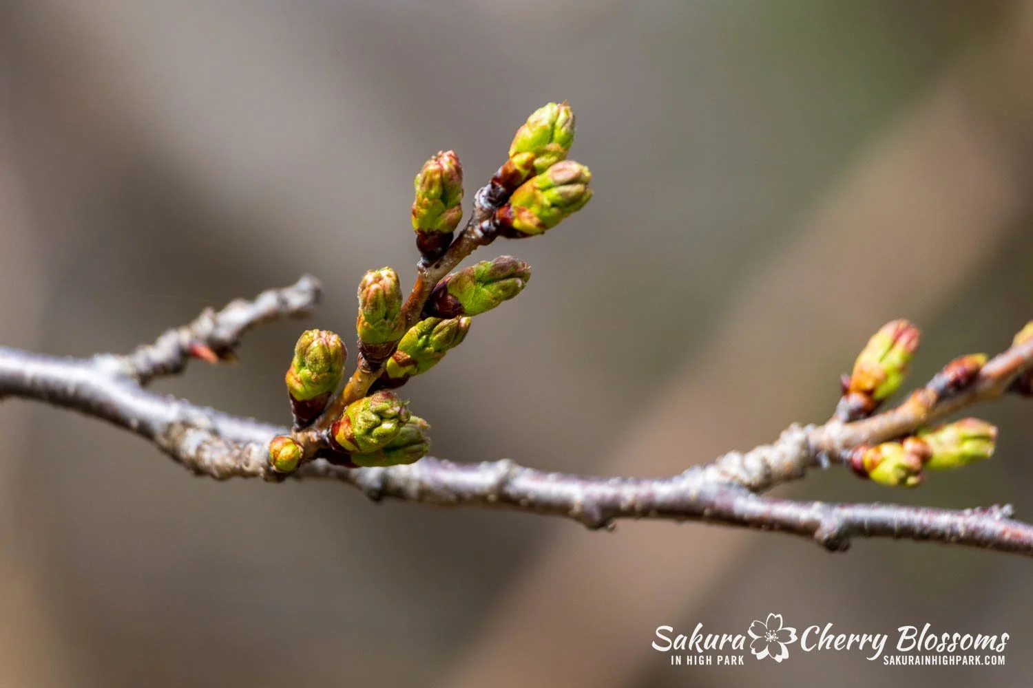 Sakura Watch April 17, 2026-95.jpg