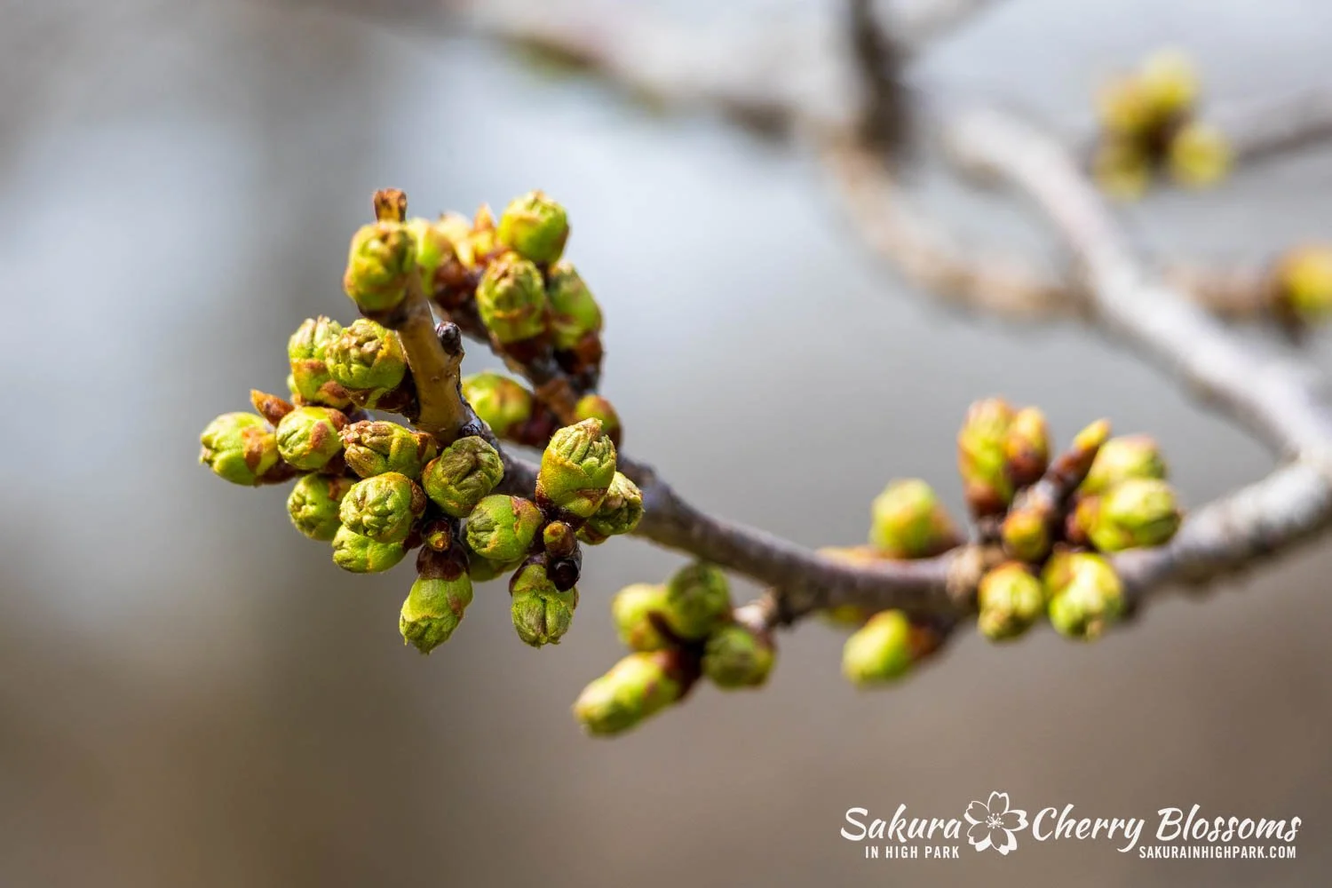 Sakura Watch April 17, 2026-89.jpg