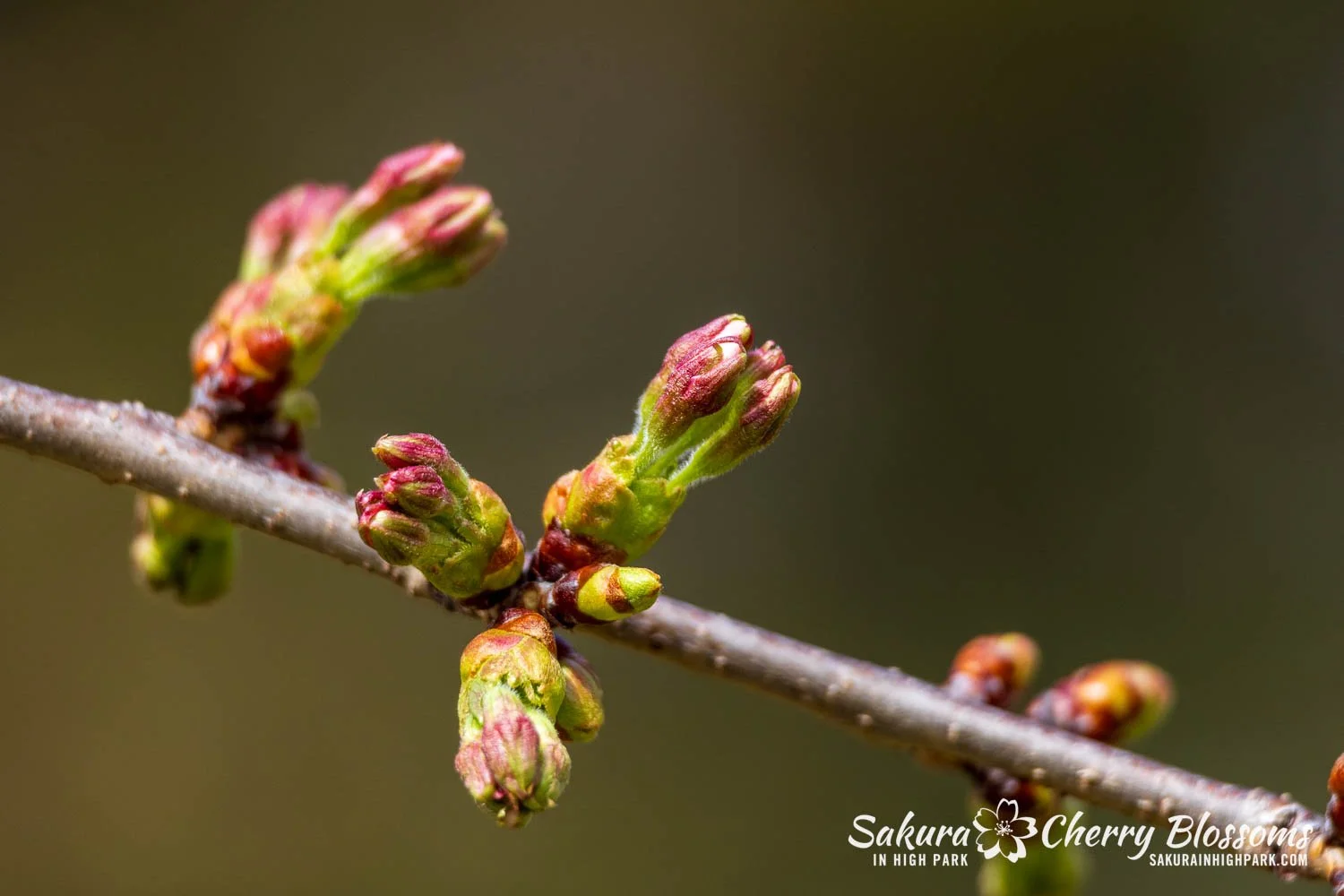 Sakura Watch April 17, 2026-85.jpg