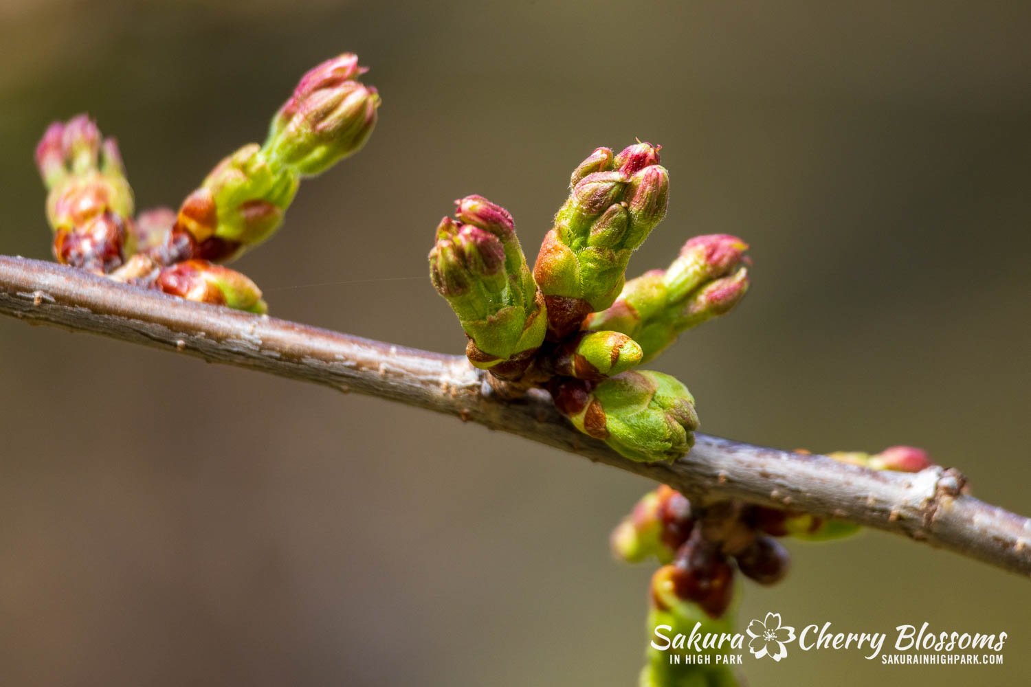 Sakura Watch April 17, 2026-87.jpg