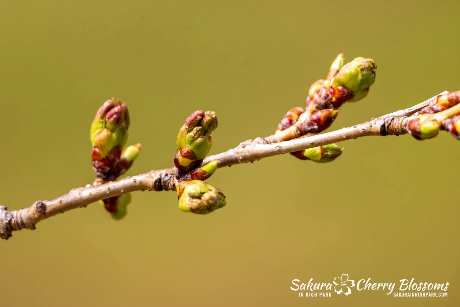 Sakura Watch April 17, 2026-82.jpg