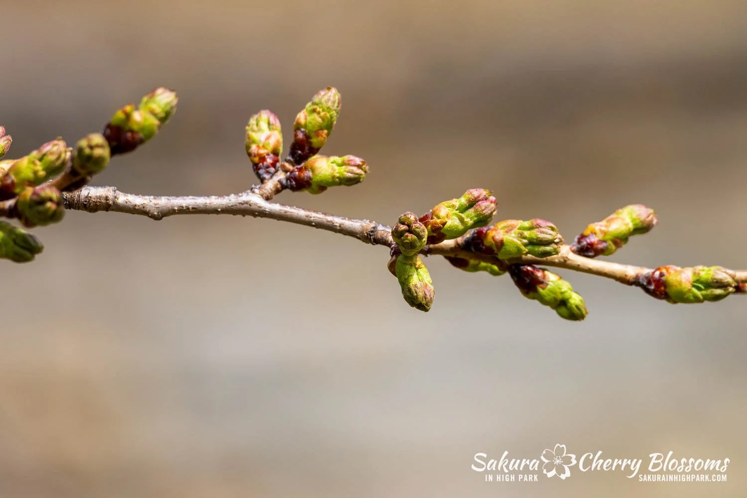 Sakura Watch April 17, 2026-78.jpg