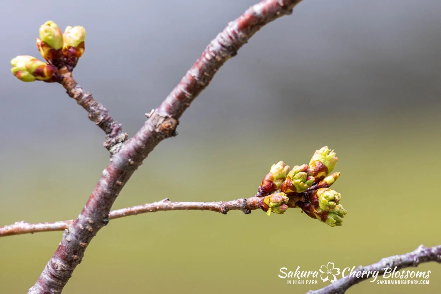 Sakura Watch April 17, 2026-63.jpg
