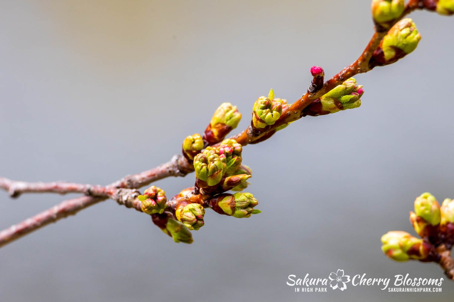 Sakura Watch April 17, 2026-62.jpg