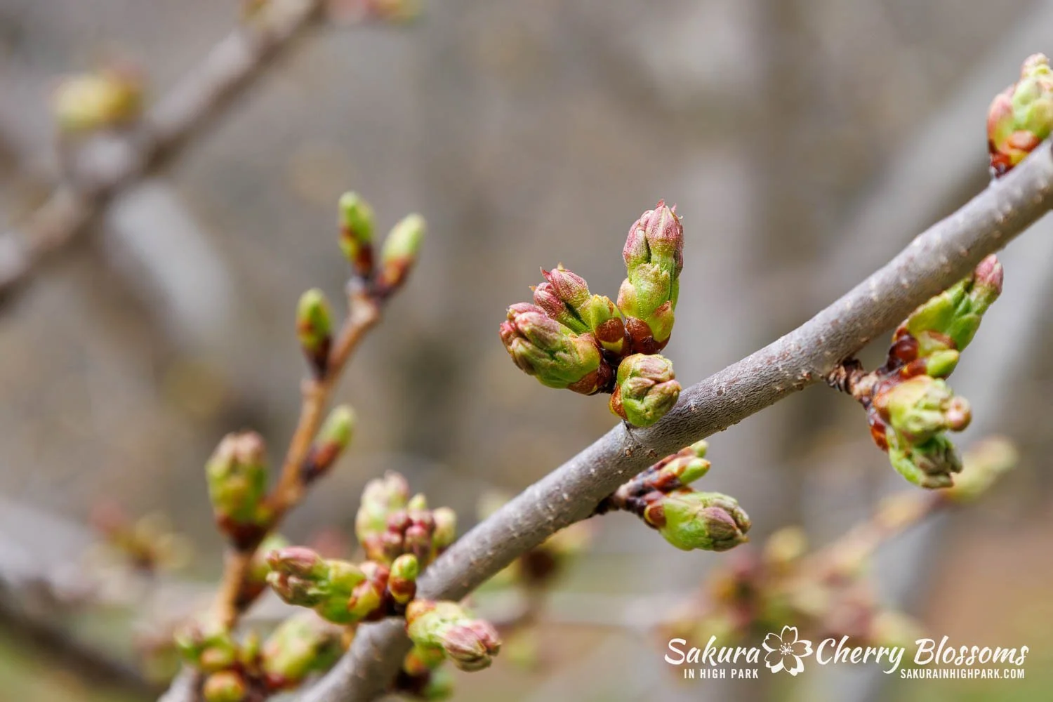 Sakura Watch April 17, 2026-46.jpg