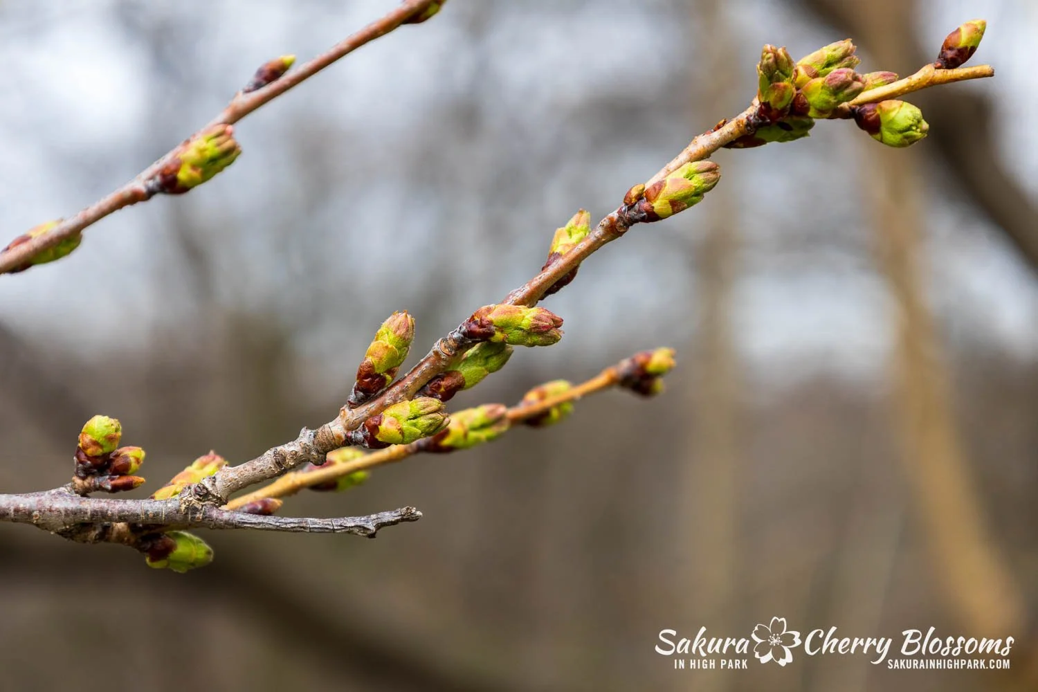Sakura Watch April 17, 2026-15.jpg