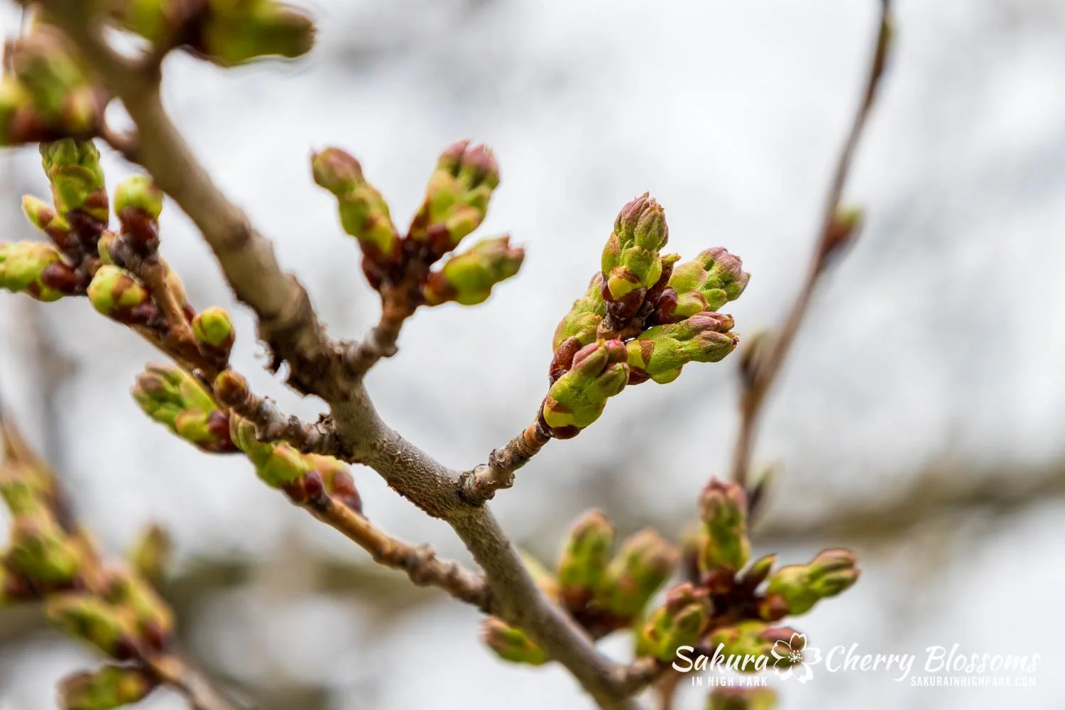 Sakura Watch April 17, 2026-30.jpg