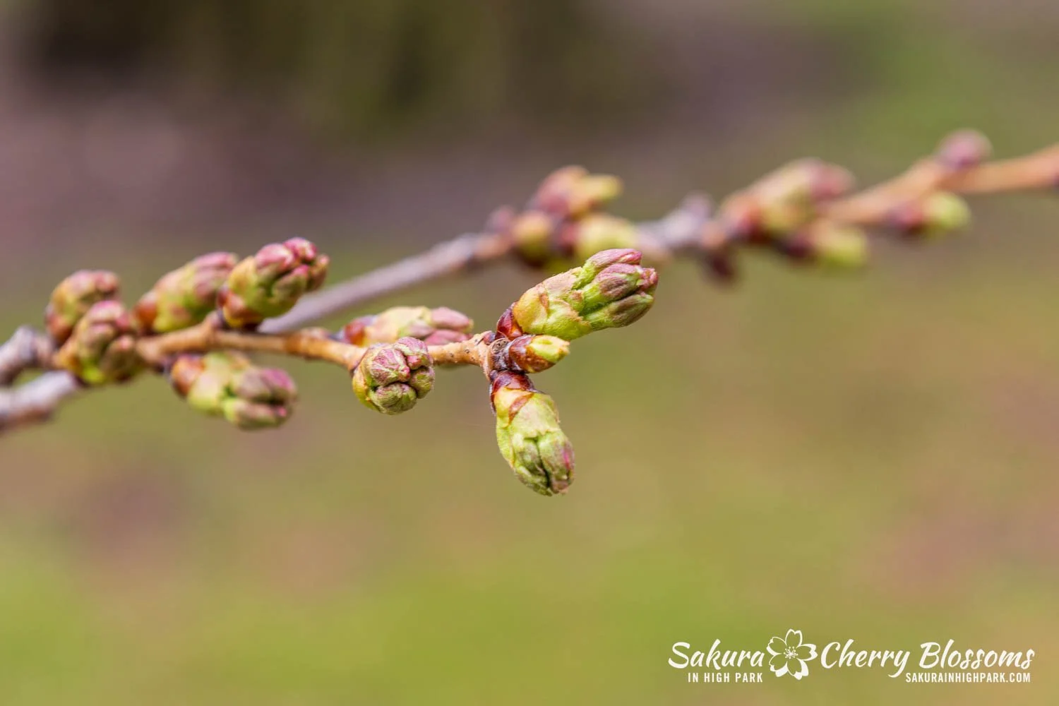 Sakura Watch April 17, 2026-38.jpg