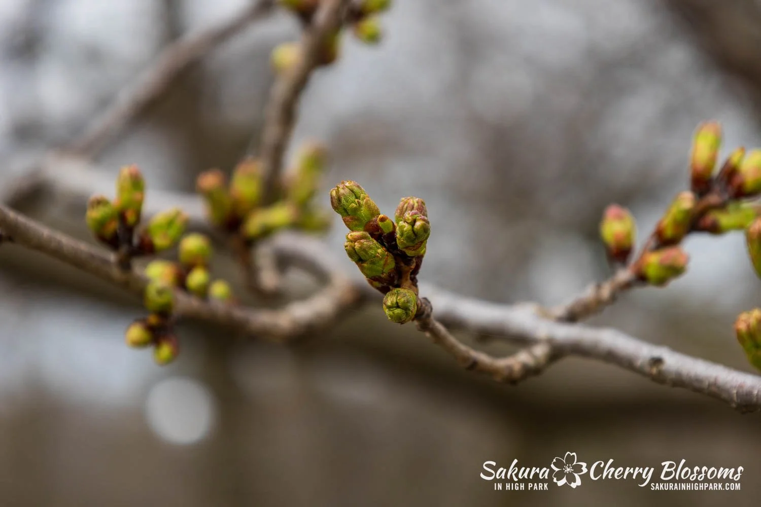 Sakura Watch April 17, 2026-19.jpg