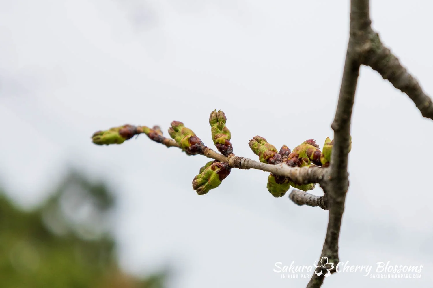 Sakura Watch April 17, 2026-2.jpg