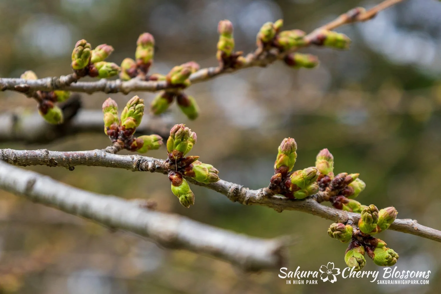 Sakura Watch April 17, 2026-10.jpg