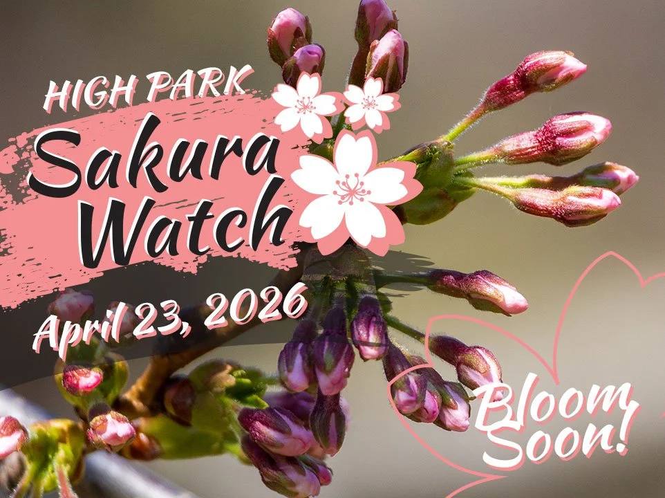 Sakura Watch April 23, 2026 - Blossom buds move to Stage 5, and we may see earlier bloom in High Park.