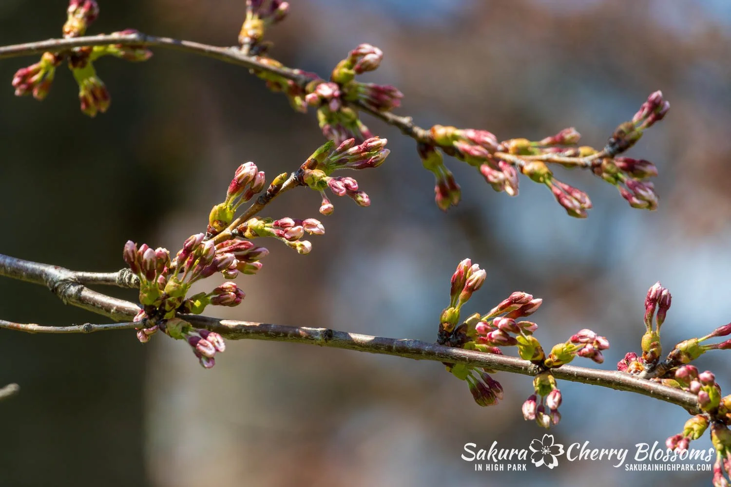 Sakura Watch April 23, 2025-73.jpg