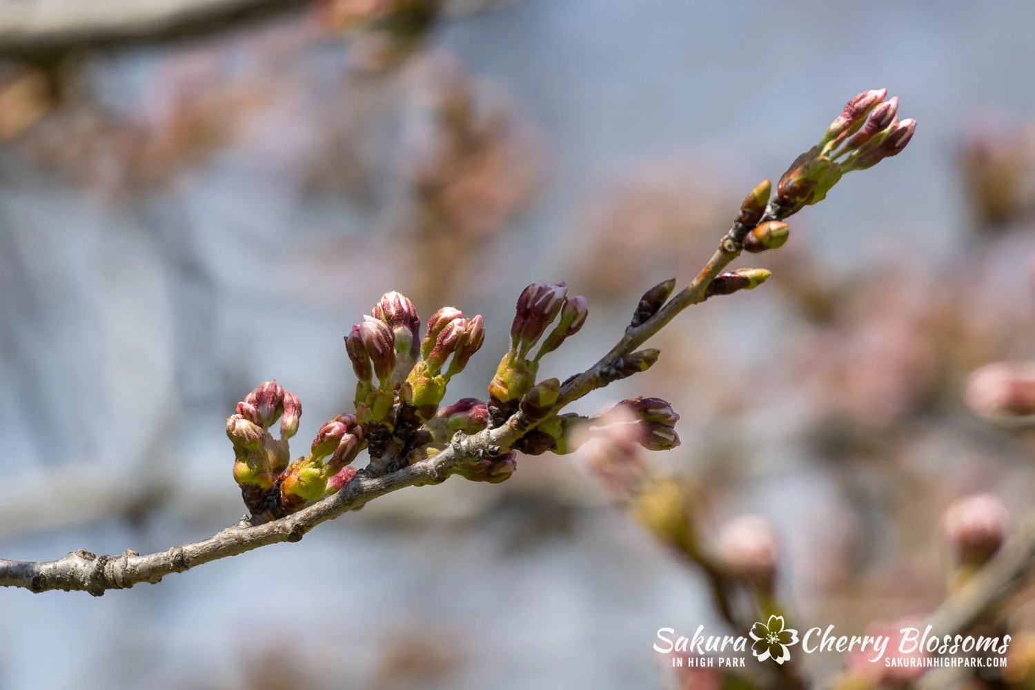 Sakura Watch April 23, 2025-71.jpg
