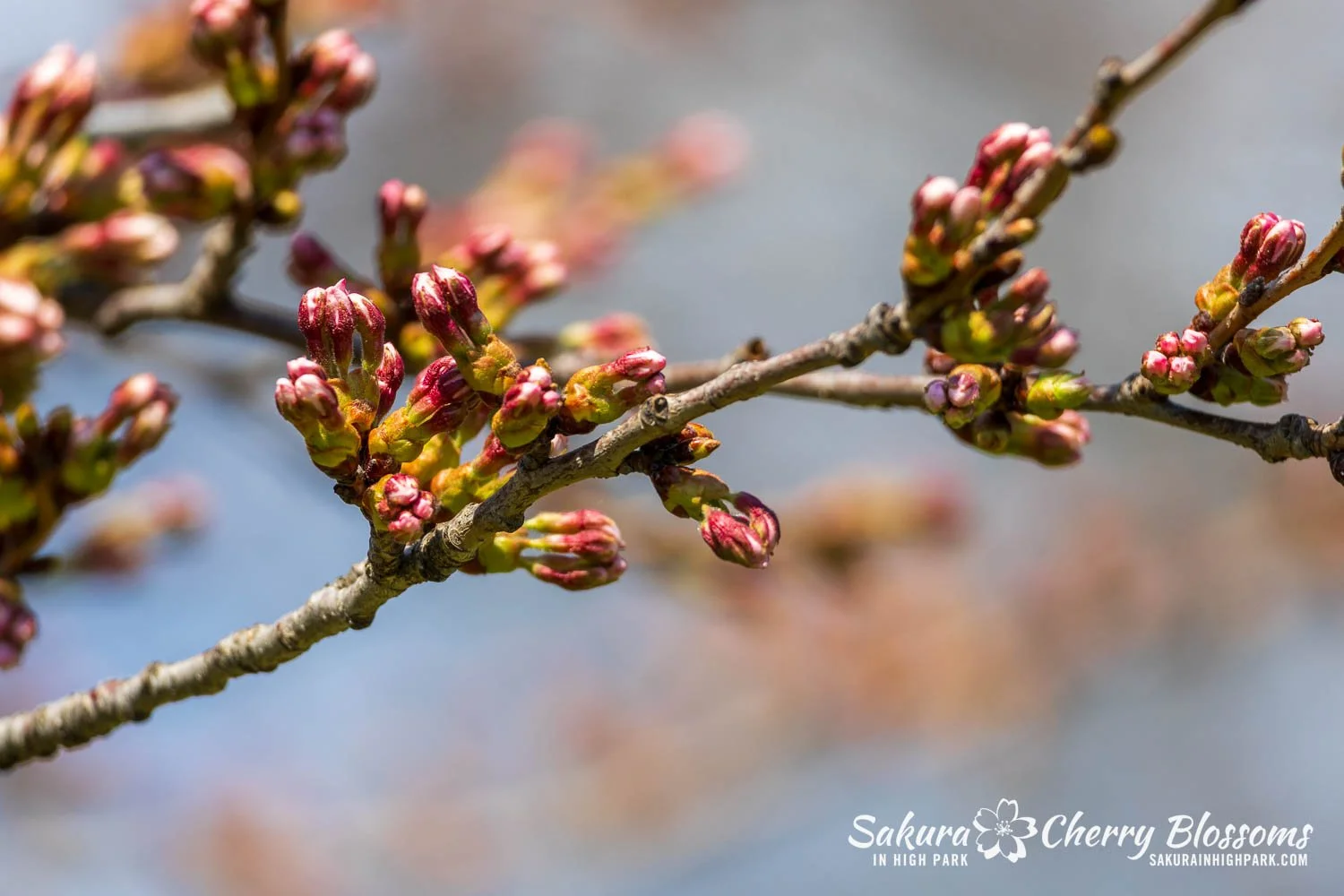 Sakura Watch April 23, 2025-68.jpg