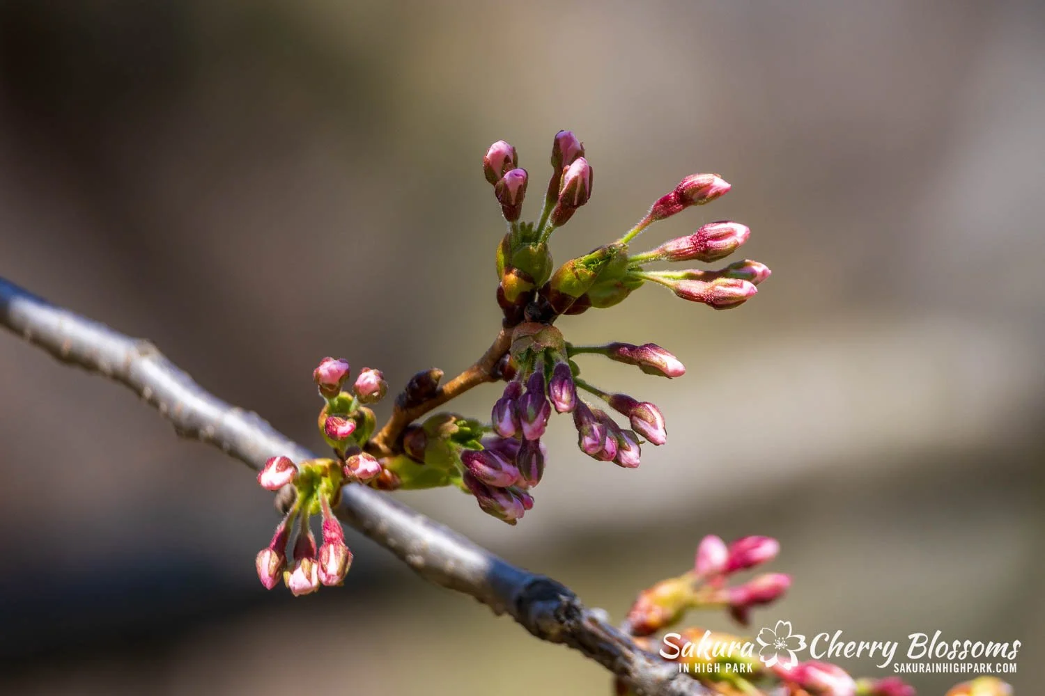 Sakura Watch April 23, 2025-67.jpg
