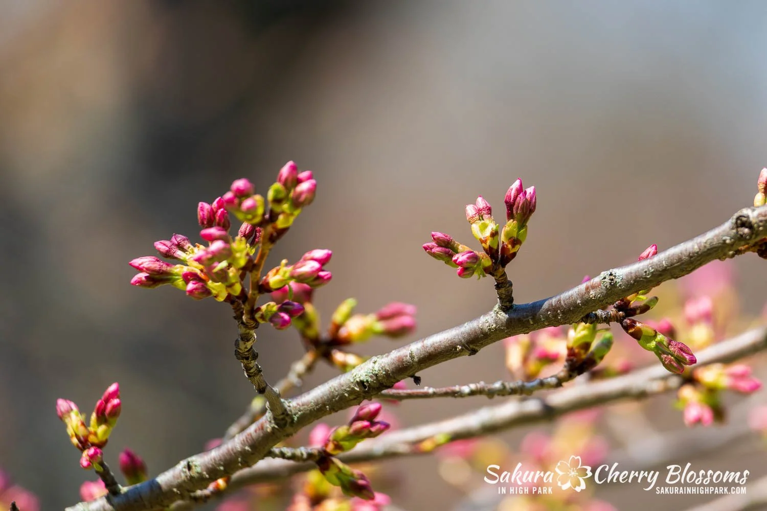 Sakura Watch April 23, 2025-59.jpg