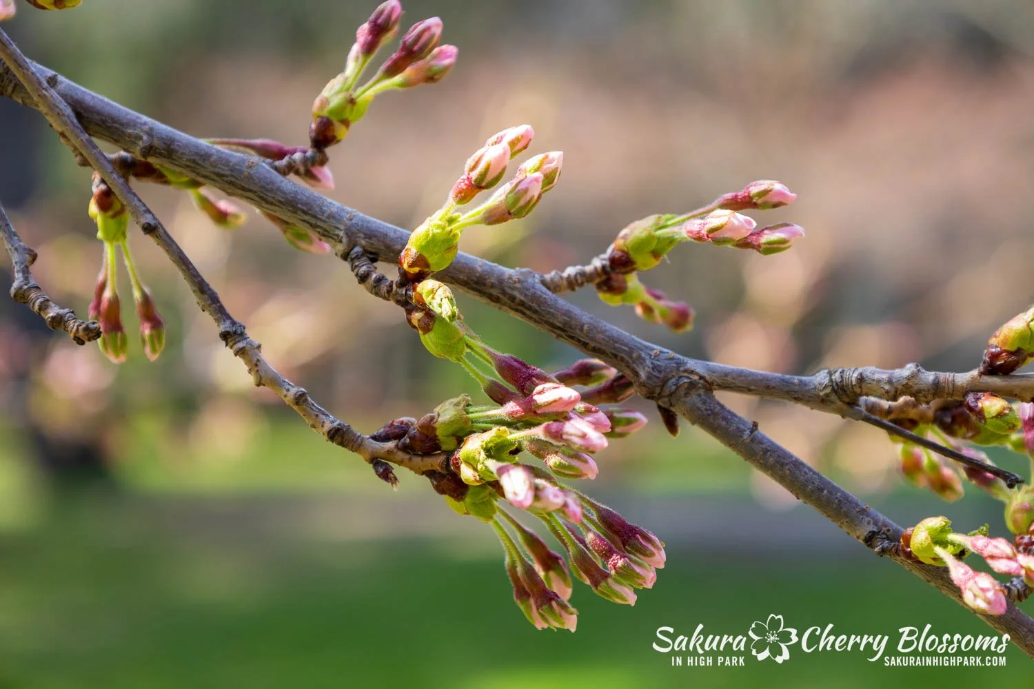 Sakura Watch April 23, 2025-1.jpg