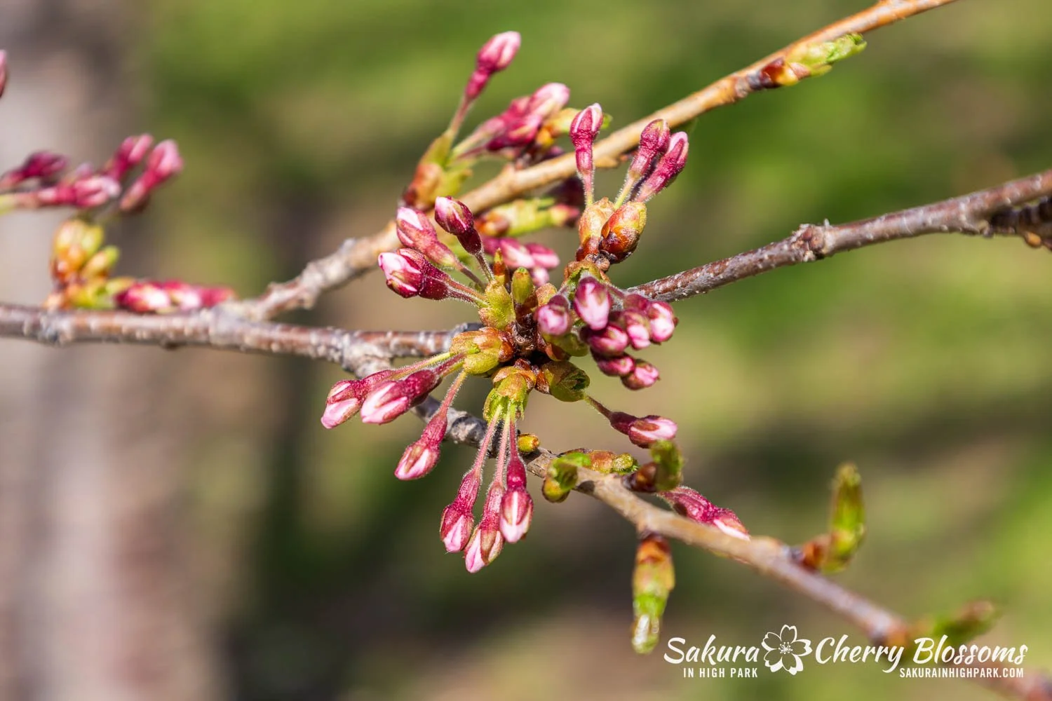 Sakura Watch April 23, 2025-11.jpg
