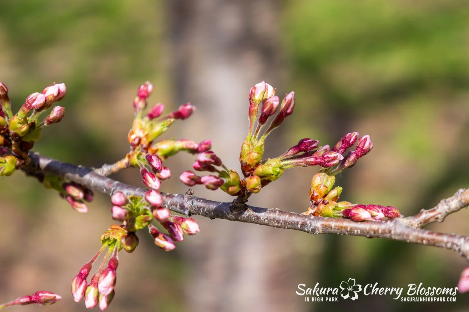 Sakura Watch April 23, 2025-10.jpg