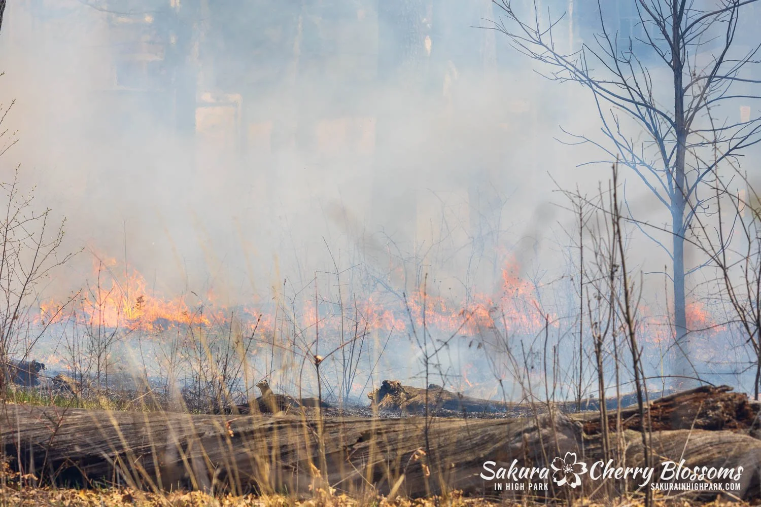 Prescribed Burn April 23, 2025-38.jpg